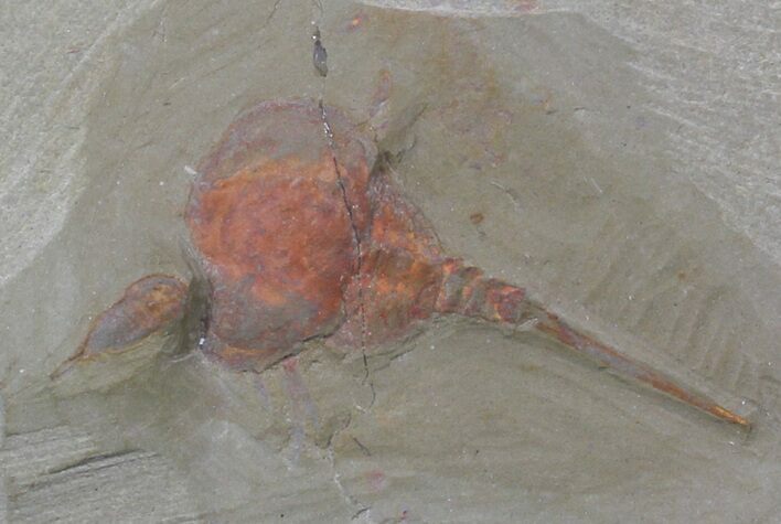 Xiphosurida Arthropod - Horseshoe Crab Ancestor #62660